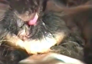 Hairy animals are having sex and are filmed in close up