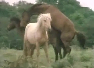 Horses are fucking each other hard while they are outside