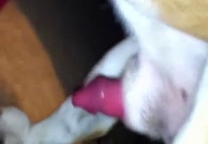 Tiny pink cock of a puppy deserves some zoophile loving