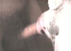 All sorts of bestial fun in this close up vid