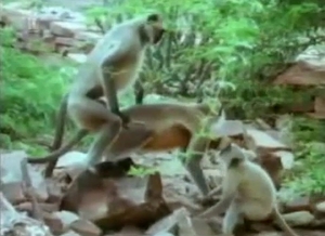 Horny monkey is getting screwed hard from behind