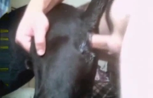 Doggie gets its big cock totally jerked off in this one