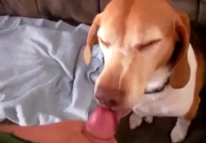 Doggo with spots on is giving a blowjob to his owner