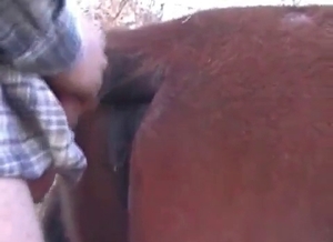 Dude is fucking a handsome horse from behind