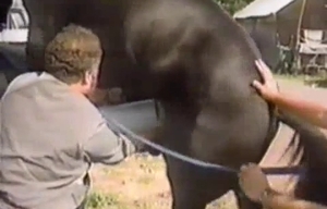 The large dick of a horse is serviced by a farmer