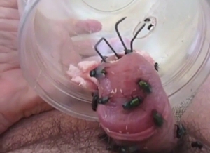 Flies attach themselves to dick to make him cum