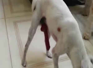 White dog's penis is getting stroked in this one