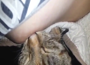 Cat is going to worship her sensitive nipple