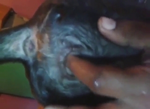 Dude is going to finger that animal's tight hole