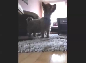 Yorkie is going to explode thanks to fingering