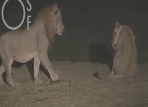 Lion fucking session with two beasts that CLIMAX