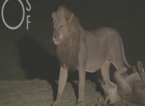 Lion fucking session with two beasts that CLIMAX