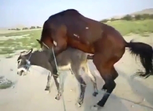 Brown stallion is ravaging that hot hole outside