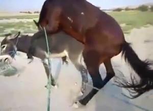 Brown stallion is ravaging that hot hole outside