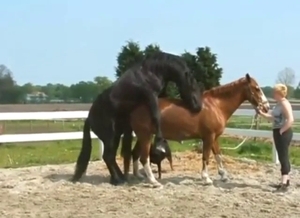 Horse breed fuck with assistance and orgasms
