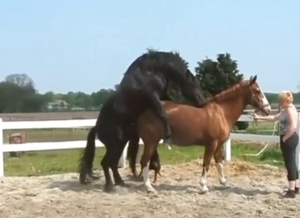 Horse breed fuck with assistance and orgasms