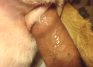 Close-up fucking with a dog's eager fuckhole