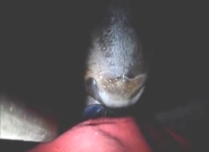 Bull sucks dick like a cheap whore, it's great