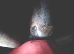 Bull sucks dick like a cheap whore, it's great