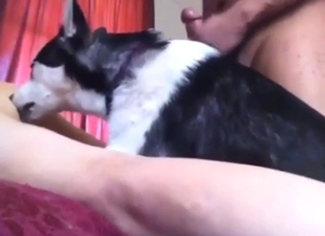 Husky is going to lick this dude's gay-ass penis