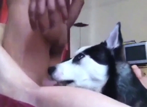 Husky is going to lick this dude's gay-ass penis