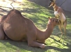 Camel and gazelle fuck scene, it's all taboo