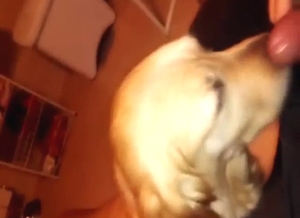 Dog will lick a juicy dick to make him harder