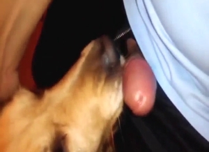 Dog will lick a juicy dick to make him harder