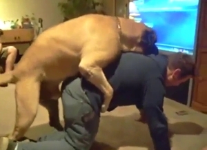 Mastiff is going to dry-hump a dude comedically
