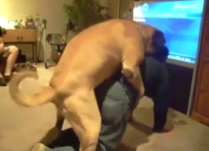 Mastiff is going to dry-hump a dude comedically