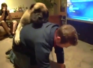 Mastiff is going to dry-hump a dude comedically