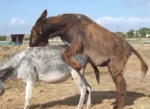 Sexy animals banging each other in the wilderness