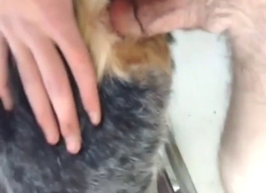 Amazing dog anal fuck with a submissive creature