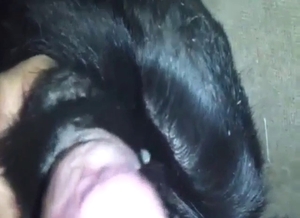 Hot animal is going to get its hole fucked silly