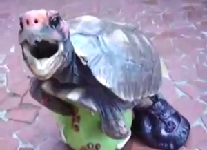 Turtle showing off its penis in a sexy solo video