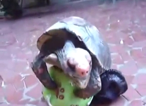 Turtle showing off its penis in a sexy solo video