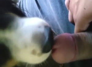 Animal is going to lick that penis in POV, so good