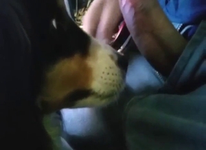 Animal is going to lick that penis in POV, so good