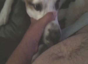 Dude fucking a dog's throat with his hard boner