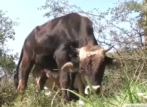 Bull-on-bull banging with two animals getting off