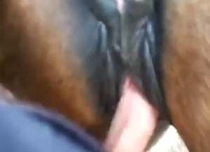 Mare gets its juicy hole fucked so much deeper