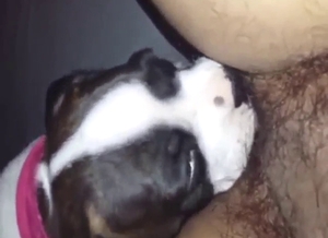 Zoophile porn showing a hairy guy who loves it