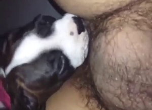 Zoophile porn showing a hairy guy who loves it